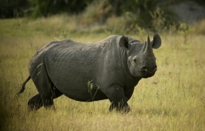 Black Rhino_Okavango Delta_Botswana_BJoubert20050506_X6C4166a.jp